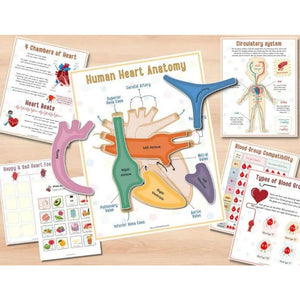 Human Anatomy Busy Book